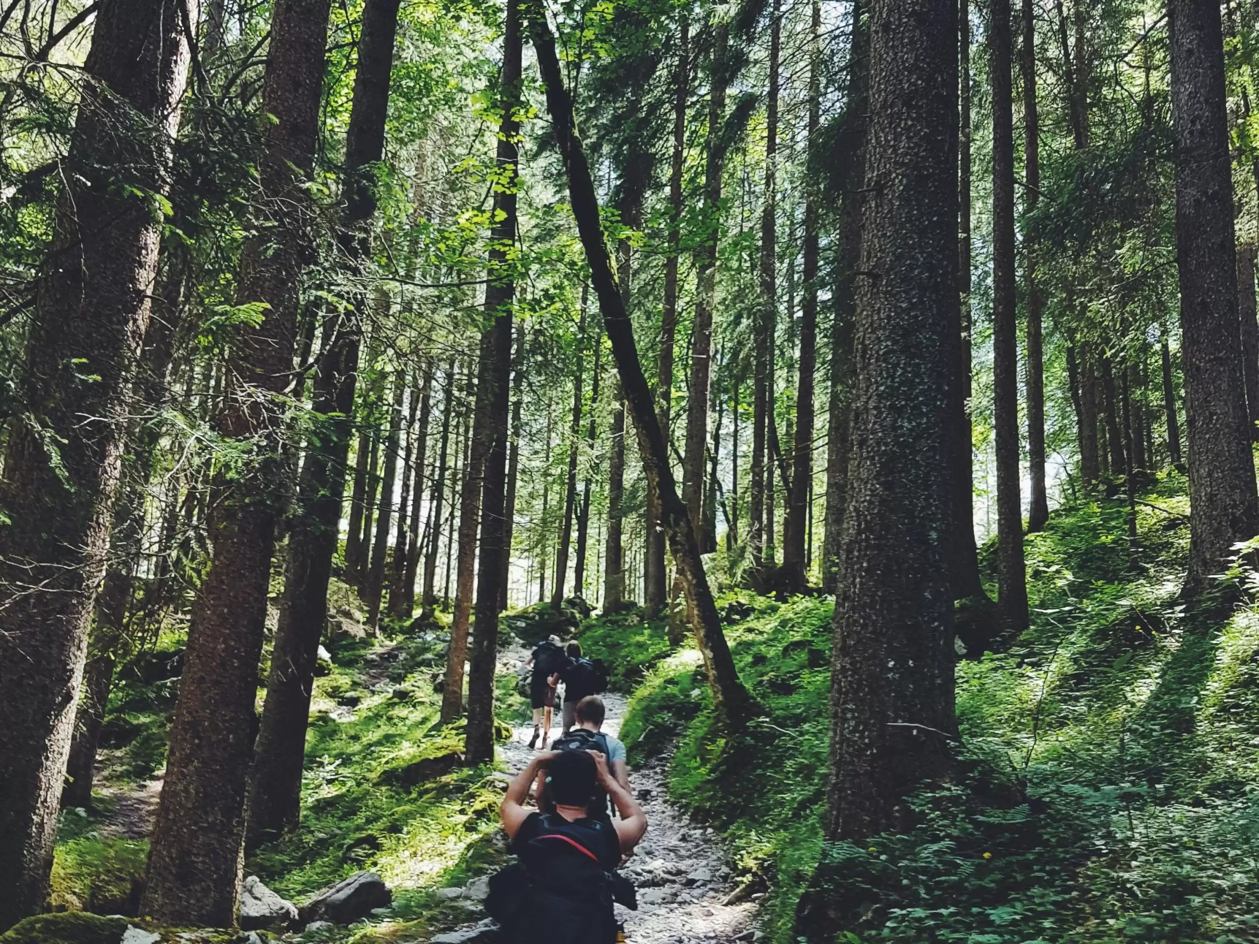 Hikers explore a lush forest trail in Garmisch-Partenkirchen, Germany.